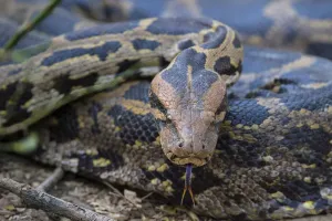 Stampe di Pitone indiano (Python molurus), lingua che si agita, Rajasthan, India Pitone Stampe: Pitone indiano (Python molurus), lingua che sbatte, Rajasthan, India.
