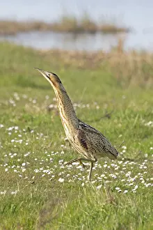 Bittern Bird Stampe: Bittern (Botaurus stellaris) standing on grass, Cley, Norfolk, England, UK. April
