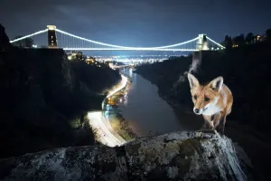 Volpe rossa (Vulpes vulpes) femmina davanti al ponte di sospensione di Clifton alla notte. Gola dellAvon
