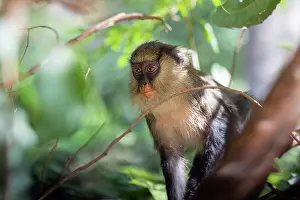 West African Monkeys Stampe: Campbell's monkey (Cercopithecus campbelli) sitting in tree