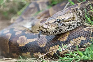 Close Up Snake Photos Stampe: Central African rock python (Python sebae) coiled up resting