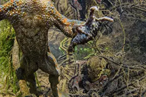 Common European Toad Stampe: Common toad (Bufo bufo) male swims to surface as pair behind spawn in amplexus