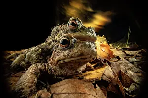 Common European Toad Stampe: Common toads (Bufo bufo) pair in amplexus with experimental lighting in background