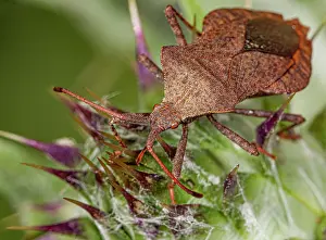 Coreus Marginatus Stampe: Dock bug (Coreus marginatus) portrait, Podere Montecucco, Orvieto, Umbria, Italy. June