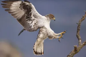 Stampe di L'aquila di Bonelli o aquila fasciata, Hieraetus fasciatus o Aquila fasciata, foto scattata da un nascondiglio, in una stazione di alimentazione a scopo di conservazione Aquila Bonellis Stampe: L'aquila di Bonelli o aquila fasciata, Hieraetus fasciatus o Aquila fasciata.