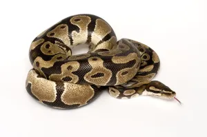 Stampe di Ball / Piteco reale (Python regius) avvolto con la lingua allungata Pitone Palla Stampe: Ball / Python reale (Python regius) avvolto con la lingua estesa.