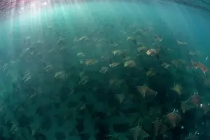 Mobula Munkiana Stampe: Munk's devil rays (Mobula munkiana) large shoal aggregating underwater with sunrays penetrating sea surface