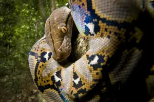 Tropical Rainforest Reptiles Stampe: Close up of juvenile Reticulated python (Python reticulatus) looking down from tree