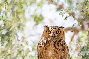 Middle East Wildlife Images Stampe: Pharaoh eagle owl (Bubo ascalaphus) portrait, Al Qudra, Dubai, UAE