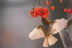 Robin (Erithacus rubecula) che si nutre di bacche di Rosa Gelder, Germania. Gennaio, gennaio.