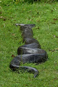 Wildlife Reptiles Stampe: Python (Pythonidae) moving over grass, Uganda