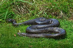 African Reptile Species Stampe: Python (Pythonidae) resting on grass, Uganda