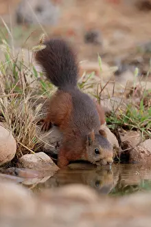 Eurasian Red Squirrel Images Stampe: RF - Red squirrel (Sciurus vulgaris) drinking at pool