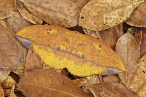 Saturniid Moth Stampe: Saturniid moth (Eacles ormondei), female camouflaged in leaf litter. Izabal, Guatemala