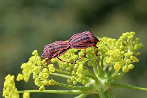 Shield Bug Reproduction Stampe: Semipunctated shield bugs (Graphosoma semipunctatum) pair
