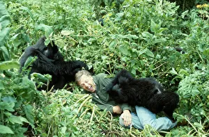Sir David Attenborough con gorille delle montagne, in locazione per la serie BBC Life on Earth, Ruanda, Africa 1978.