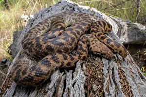 Australian Snakes Stampe: Spotted python (Antaresia maculosa) resting on log, Inglewood, Queensland, Australia