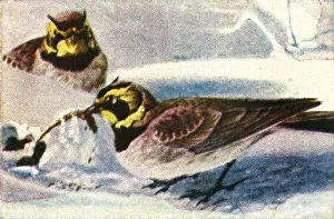 Cigarette Card Album Stampe: Alpine larks, c1928. Creator: Unknown