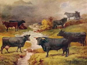 Galles Stampe: Bestiame di bovini neri del Galles, c1906 (c1910)