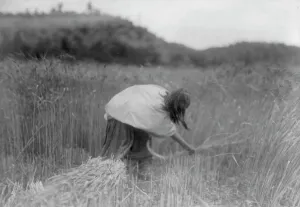 Native American Agriculture Stampe: The Apache Reaper [gathering wheat], c1906. Creator: Edward Sheriff Curtis