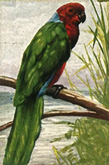Cigarette Card Album Stampe: Austral parakeet, c1928. Creator: Unknown