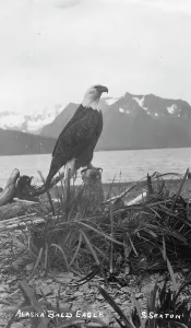 Bald Eagle Alaska Stampe: Bald eagle, between c1900 and c1930. Creator:s Sexton