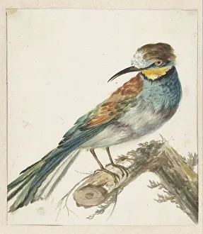 European Bee Eater Portrait Stampe: Bee-eater (Merops apiaster), 1650-1719. Creator: Jan Weenix