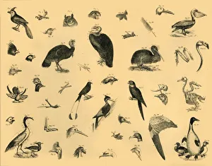 Black And White Bird Art Stampe: Birds, c1910. Creator: Unknown