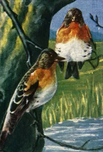 Cigarette Card Album Stampe: Bramblings, c1928. Creator: Unknown