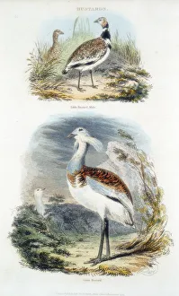 Nineteenth Century Ornithology Stampe: Bustards, 1835