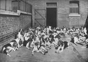 Black And White Dog Photography Stampe: The Cottesmore Pack, c1902, (1903). Artist: Elliott & Fry