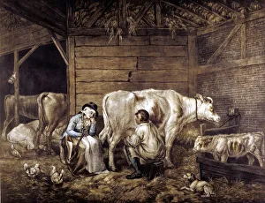English Countryside Life Stampe: The Cowshed