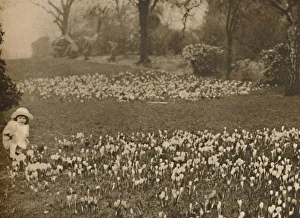 Arthur St John Adcock Editor Stampe: The Crocus Carpet of Spring, c1935. Creator: Unknown
