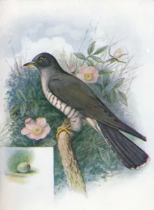 Cuckoo Bird Stampe: Cuckoo - Cuc ulus cano rus, c1910, (1910). Artist: George James Rankin