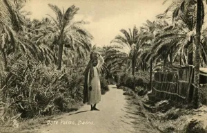 Stampe di Palme da dattero, Bassora, c1918-c1939. Da un album di cartoline Immagini datate 2019 febbraio: Datei Palme, Bassora, c1918-c1939. Creatore: Sconosciuto.