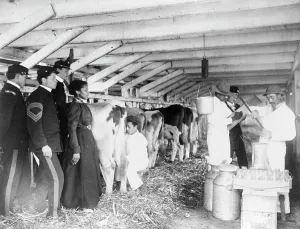 Black And White Farm Scenes Stampe: Demonstration of milk testing in stable