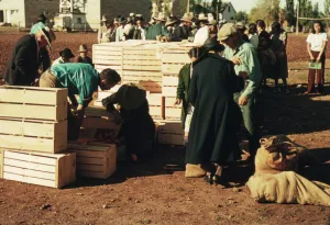Distribuendo beni di surplus, St. Johns, Ariz. 1940. Creatore: Russell Lee