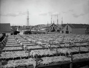 Black And White Coastal Images Stampe: Drying fish, Gloucester, Mass. c1906. Creator: Unknown