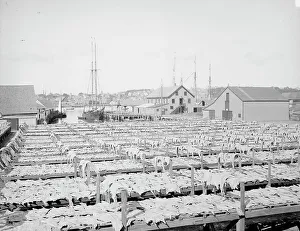 Black And White Coastal Images Stampe: Drying fish, Gloucester, Mass. c1906. Creator: Unknown