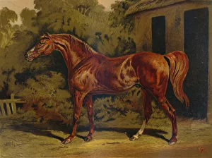 Antique Equestrian Art Stampe: Eclipse, c1879. Creator: Unknown