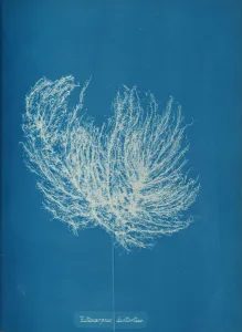 Anna Atkins Cyanotype Stampe: Ectocarpus distantus, ca. 1853. Creator: Anna Atkins