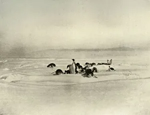 Ernest Shackleton Stampe: Emperors Tobogganning, c1908, (1909)