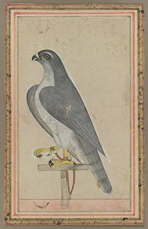 Opaque Watercolour On Paper Art Stampe: Falcon, c. 1770. Creator: Unknown