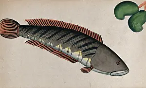Aquatic Life Art Stampe: Fish. Creator: Unknown