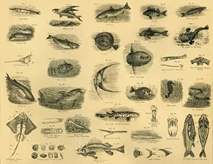 Black And White Prints Stampe: Fishes, c1910. Creator: Unknown