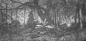 Foresta in Giava; Speculazioni relative alle ex geografie meridionali, 1875. Creatore: Sconosciuto