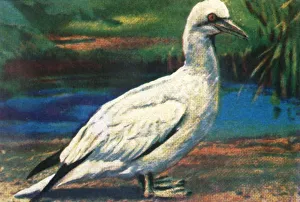 Cigarette Card Album Stampe: Gannet, c1928. Creator: Unknown