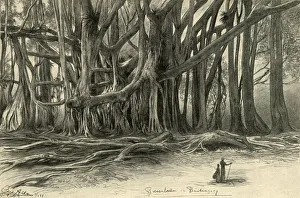 Tropical Tree Species Stampe: Giant trees in Buitenzorg, Java, 1898. Creator: Christian Wilhelm Allers