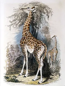 Una giraffa che brucia un albero, 1836.