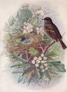 Bird Nesting Habits Stampe: Hedgesparrow - Accen tor modula ris, c1910, (1910). Artist: George James Rankin